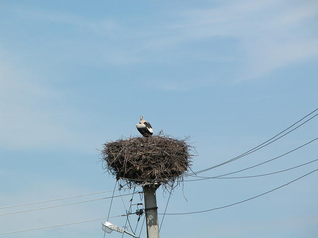 Stork