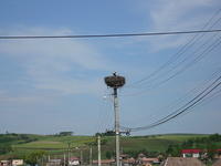 There be storks here