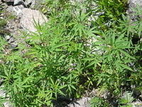 Weed/Grass :-))